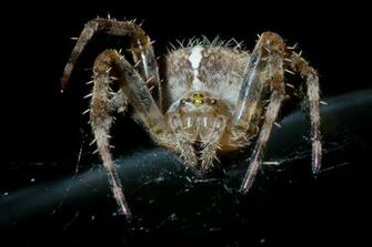 Scary Spiders Pictures London Photographer From
