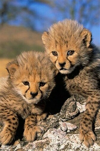Cheetah Cubs Animal iPhone Wallpaper S 3g