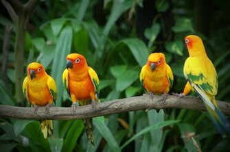 Photo And Wallpaper Love Birds Photos