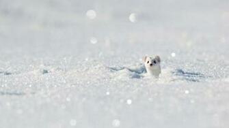 Stoat Winter Bing Wallpaper