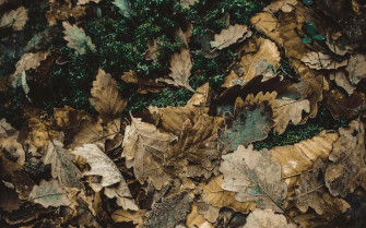 Green And Brown Wallpaper