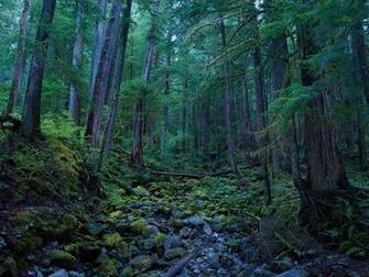 National Geographic Wallpaper Hoh Rain Forest Olympic Park