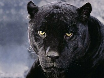 Animals Zoo Park Black Panther Wallpaper Hq Background