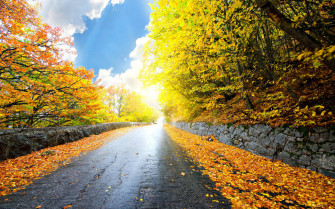 4k Autumn Wallpaper