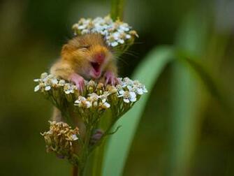 Animals Wallpaper Funny Display