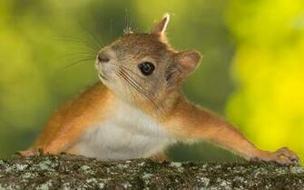 Cute Squirrel Wallpaper