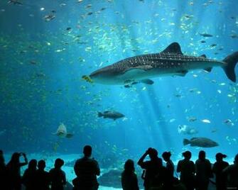 Beautiful Wallpaper Shark Desktop