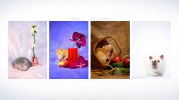 Four Seasons Ratties Desktop Pc And Mac Wallpaper