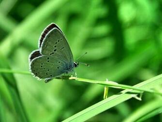 Green Butterfly Wallpaper