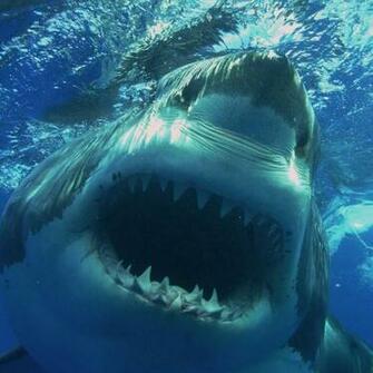 Sharks Live Wallpaper Android Apps On Google Play