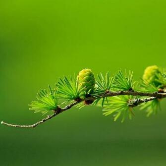 iPad Mini Wallpaper HD Details