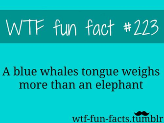 Funny Weird Facts Background Wallpaper