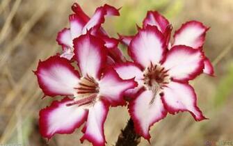 Flowers Of The Blue Planet Exotic