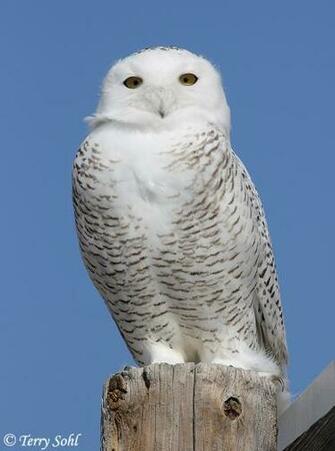 Snowy Owl Wallpaper Screensavers Bubo Scandiacus