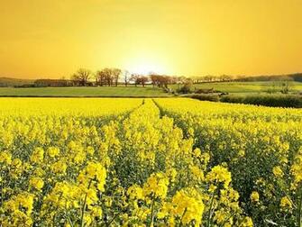 Mariana Punga On Nature Spring Flowers Wallpaper Yellow
