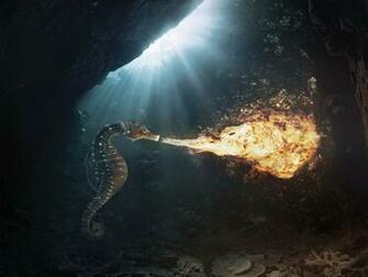 Wallpaper Seahorse Pictures