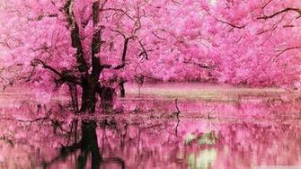 HD Pink Wallpaper