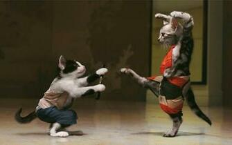 Tag Funny Cats Fight Wallpaper Background Photo Image And Picture