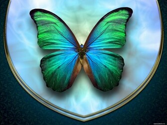 Wallpaper Green Butterfly Photo Desktop