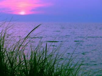 Cape May Beach Treasures