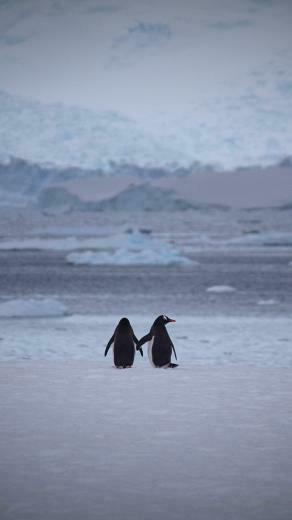 Wallpaper Penguins Couple Snow Walk iPhone