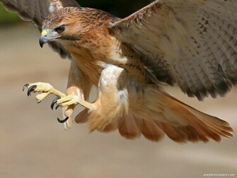 Birds Wallpaper Falcon