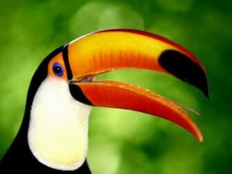 Birds Wallpaper Pack High Resolution