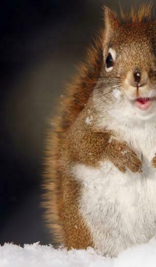 Funny Squirrel Desktop Wallpaper