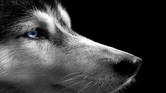 Siberian Husky On The Black Background Wallpaper And Image