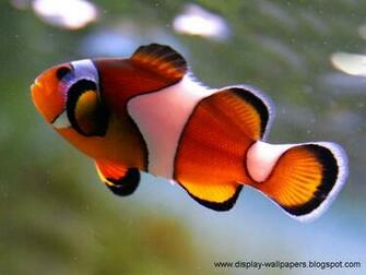 Beautiful Fish Wallpaper For Desktop HD Car