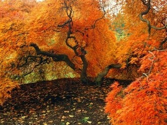 Japanese Maple Biltmore Wallpaper Jpg