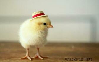 Cute Wallpaper Full Best Chicken Cool Walldiskpaper