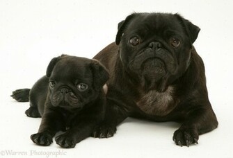 Black Pug Wallpaper Weddingdressin