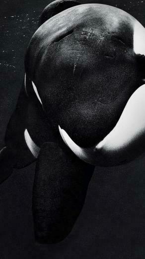 Blackfish Phone Wallpaper Moviemania