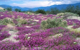 Nice Purple Flowers Peak Bush Desktop Pc And Mac Wallpaper