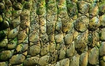 Crocodile Skin By Ringtaillemur