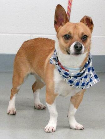 Pembroke Welsh Corgi Chihuahua Mix Animals
