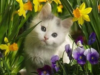 All Wallpaper Beautiful Cats HD