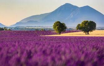 Wallpaper Field Flowers Mountains France Lavender Provence