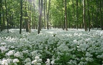 Spring Forest In Color Wallpaper And Image Pictures