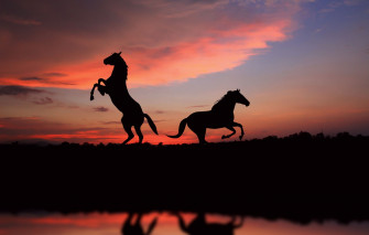 Wallpaper Dom Sunset Horse Horses Picture