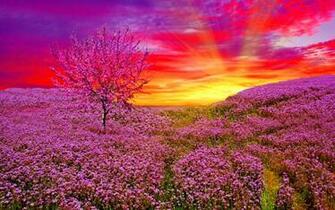New Flower Wallpaper