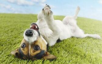 Chihuahua Wallpaper Desktop Widescreen And