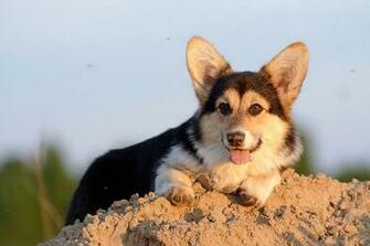 Welsh Corgi Cute Puppies Dog Wallpaper Pictures