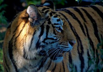 Siberian Tiger Wallpaper