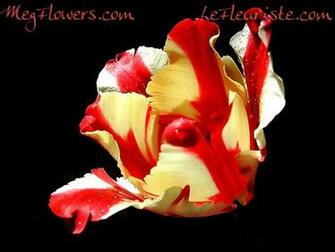 Megflowers Wallpaper Small Jpg