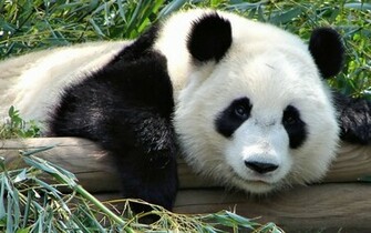 Funny Panda Wallpaperpanda Wallpaper Pictures