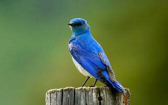 Bluebird Wallpaper Animals Town