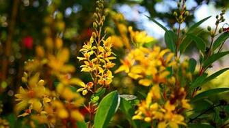 Golden Flowers Windows Wallpaper