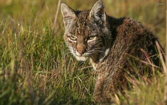 Wildcat Wallpaper Animal